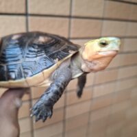 チュウゴクセマルハコガメ(甲長約13cm)メス