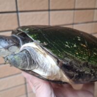 クリイロハコヨコクビガメ(甲長約19cm)WC 飼い込みメス