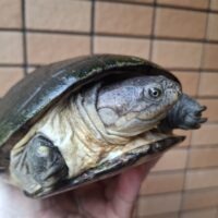 クリイロハコヨコクビガメ(甲長約19cm)WC 飼い込みメス