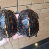 チュウゴクセマルハコガメ(甲長約8cm)メス