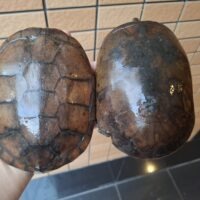 タイリクミナミイシガメ(西表島産)WC飼い込み甲長約18cm メス