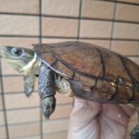 タイリクミナミイシガメ(西表島産)WC飼い込み甲長約18cm メス