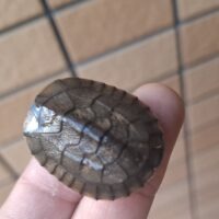 ヤエヤマミナミイシガメ(西表島産)25CB