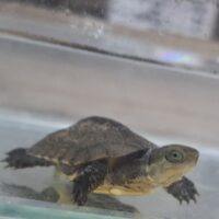 ヤエヤマミナミイシガメ(西表島産)25CB