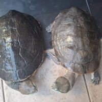 ヒラリーカエルガメ(甲長♀約26cm,♂約27cm)ペア