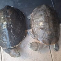 ヒラリーカエルガメ(甲長♀約26cm,♂約27cm)ペア