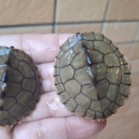 アラバマチズガメ(25CB)TSDペア約5cm