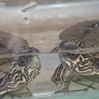 アラバマチズガメ(25CB)TSDペア約5cm