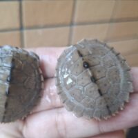 フトマユチズガメ(25CB)