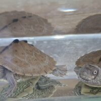 フトマユチズガメ(25CB)