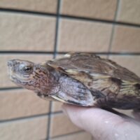 オオヤマガメ(甲長約10,5cm)