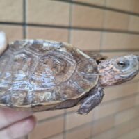 オオヤマガメ(甲長約10,5cm)