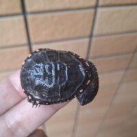 クロハラヘビクビガメ(ウルグアイCB)多甲板