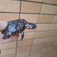 クロハラヘビクビガメ(ウルグアイCB)多甲板