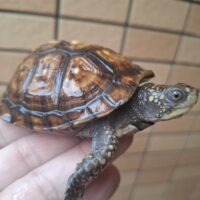 トウブハコガメ(甲長約8cm)24CB