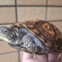 トウブハコガメ(甲長約8cm)24CB