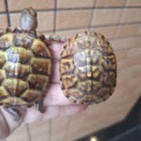 ミツユビハコガメ(25CB)甲長約5,5cm