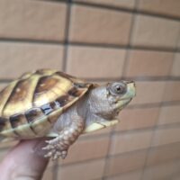 ミツユビハコガメ(25CB)甲長約5,5cm