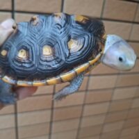 オルナータダイヤモンドバックテラピン(ピンクヘッド)甲長約11cm オス