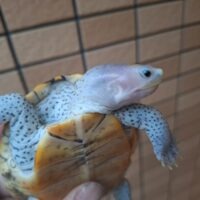 オルナータダイヤモンドバックテラピン(ピンクヘッド)甲長約11cm オス