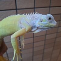 アルビノイグアナ(約60cm)
