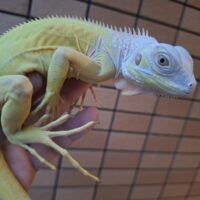 アルビノイグアナ(約60cm)
