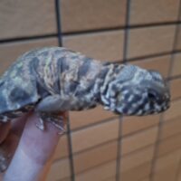 オルナータトゲオアガマ(ヤング)