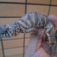 オルナータトゲオアガマ(ヤング)