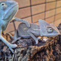 エボシカメレオン(ヤングサイズ)ペア