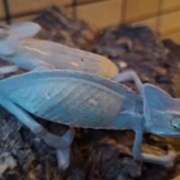 エボシカメレオン(ヤングサイズ)ペア