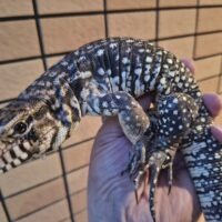 B&Wテグー(約60cm)