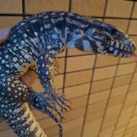 B&Wテグー(約60cm)