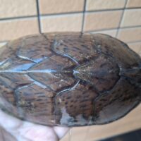 カブトニオイガメ（甲長約17～18cm）WC特大　飼い込みペア