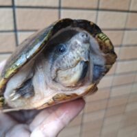 カブトニオイガメ（甲長約17～18cm）WC特大　飼い込みペア