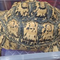 ソマリアリクガメ(甲長約40cm)メス