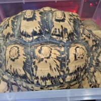 ソマリアリクガメ(甲長約40cm)メス