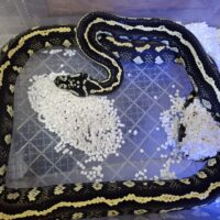 ピュアジャングルカーペットパイソン（ストライプ）メス 約180cm