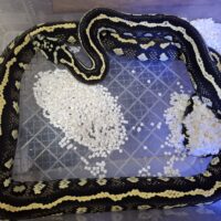 ピュアジャングルカーペットパイソン（ストライプ）メス 約180cm