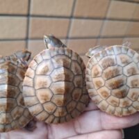 ニシキマゲクビガメ（ハイポ）25CB（約4,5～5,5cm）