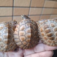 ニシキマゲクビガメ（ハイポ）25CB（約4,5～5,5cm）