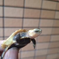 チュウゴクセマルハコガメ（25CB）