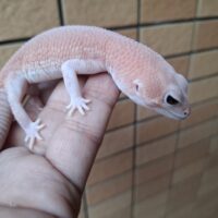 ニシアフリカトカゲモドキ（アメルパターンレス）メス（脱皮前）