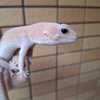 ニシアフリカトカゲモドキ（アメルパターンレス）メス（脱皮前）