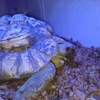 ヒョウモンリクガメ（甲長約40cm）メス