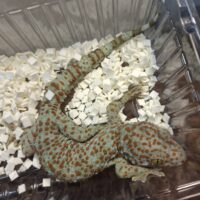 タイランドトッケイ（持ち腹CB）