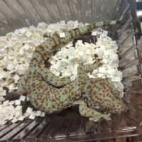 タイランドトッケイ（持ち腹CB）