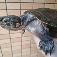 マダガスカルヨコクビガメ（甲長約23cm）オス　個体A