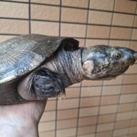 マダガスカルヨコクビガメ（甲長約23cm）オス　個体A