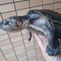 マダガスカルヨコクビガメ（甲長約23cm）オス　個体B