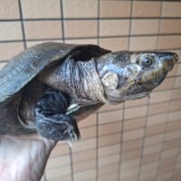マダガスカルヨコクビガメ（甲長約23cm）オス　個体B